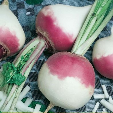 Speiserübe 'Ronde Witte Roodkop'