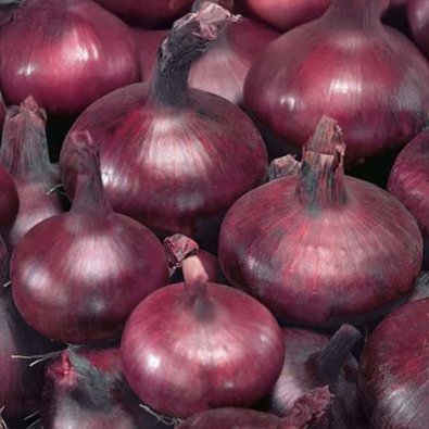 Rote Zwiebel 'Braunschweiger Dunkelblutrote'