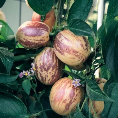 Melone 'Pepino'