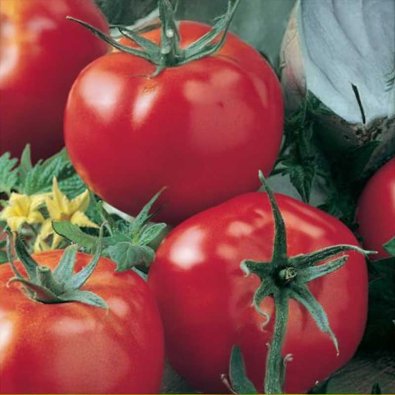 Tomate 'Fandango' F1