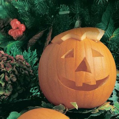 Ölkürbis 'Jack O’Lantern'