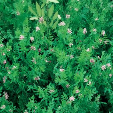 Gründüngung 'Serradella'