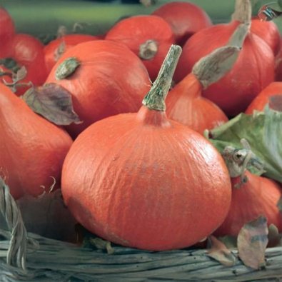 Kürbis 'Uchiki Kuri'