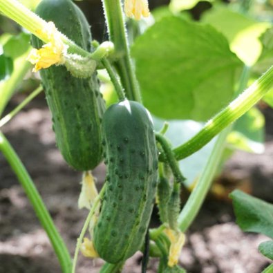 Freilandgurke 'Puccini' F1
