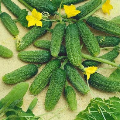 Freilandgurke 'Libelle' F1