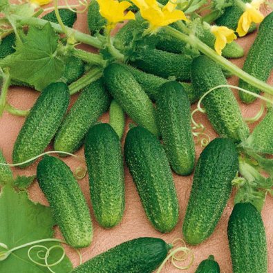 Freilandgurke 'Dirigent' F1