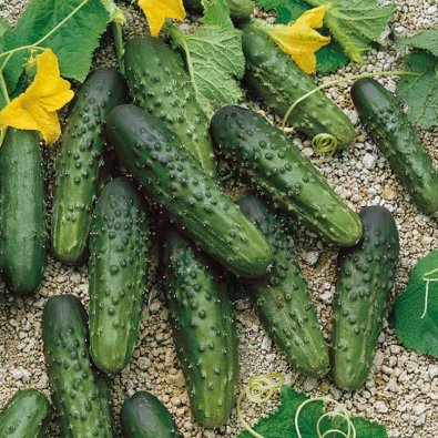 Freilandgurke 'Merengue' F1