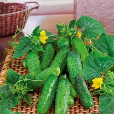 Gurke 'Cornichon de Paris'