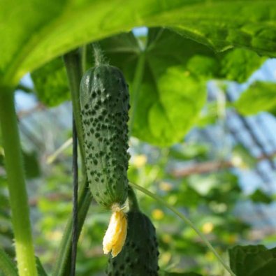 Freilandgurke 'Cantara' F1