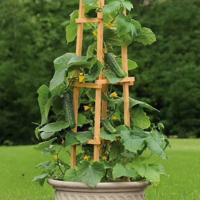 Cucumber 'Patio snacker' H