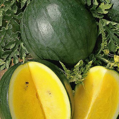 Wassermelone 'Janosik'