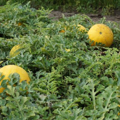 Wassermelone 'Złoto Wolicy' F1