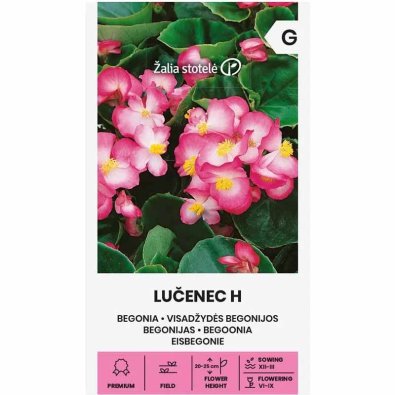 Begonie 'Lucenec' H