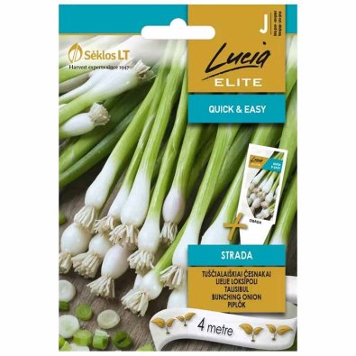 Lauchzwiebel 'Bunching strada'