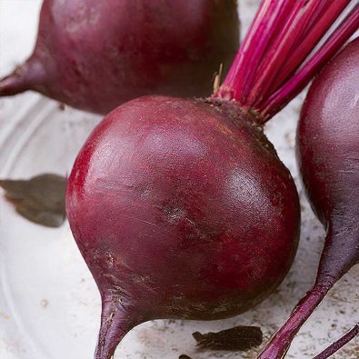 Rote Bete 'Monty' H