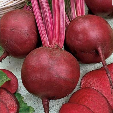 Rote Bete 'Detroit 2'