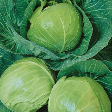 Weißkohl 'Kamienna Glowa'