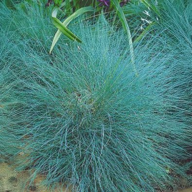 Blau-Schwingel 'Varna'