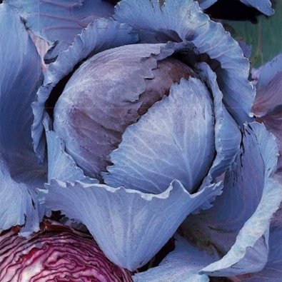 Rotkohl 'Langedijker bewaar 2'