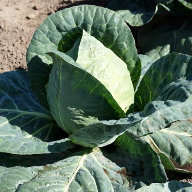 Weißkohl 'Caramba' H