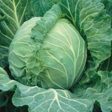 Weißkohl 'Krautman' H