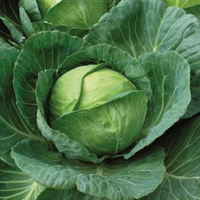 Weißkohl 'Brunswick'