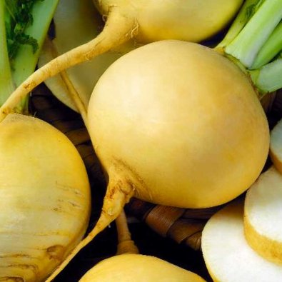 Steckrübe 'Goldana'