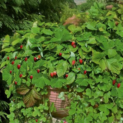 Monatserdbeere 'Attila'