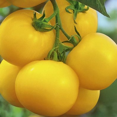 Tomate 'Lemonia'