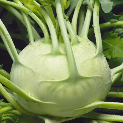 Kohlrabi 'Troja' h
