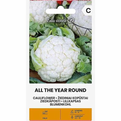 Blumenkohl 'All the year round'