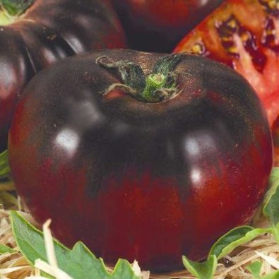 Tomate 'Black prince'
