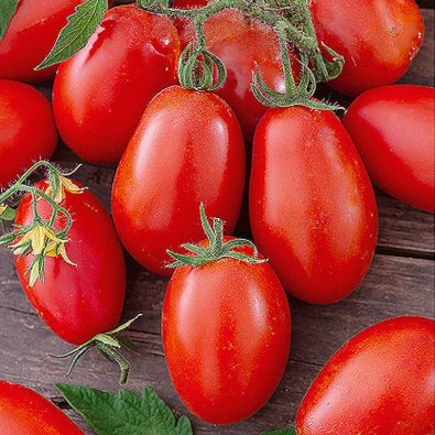 Cherrytomate 'Nestor' H