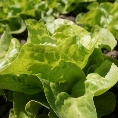 Bataviasalat 'Appia'