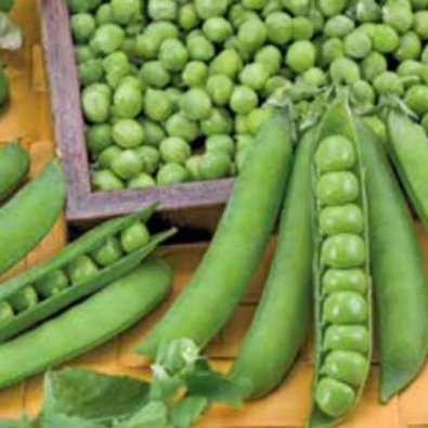 Markerbse 'Bullseye'