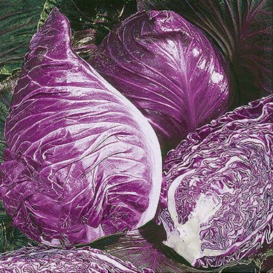 Rotkohl 'Kalibos'