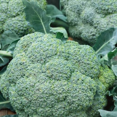 Brokkoli 'Calabrese natalino'