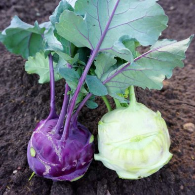 Kohlrabi 'Modrava' h