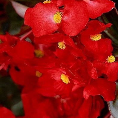 Begonie 'Hula™ Red'