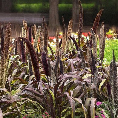 Perlhirse 'Copper Prince' h