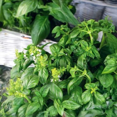 Basilikum 'Marseillais'