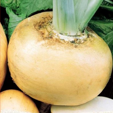 Steckrübe 'Jaune Boule D'or'