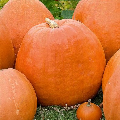 Riesenkürbis 'Golias'