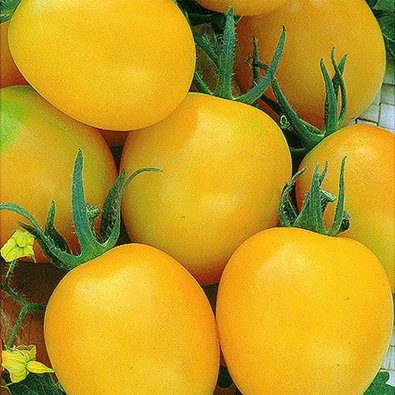 Tomato Plommontomat 'Yellow river' H