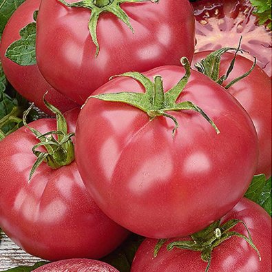 Tomate 'Mama rosa' H