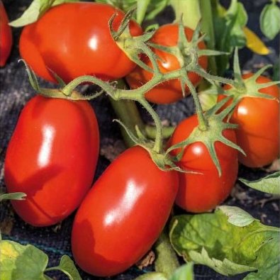 Tomate 'Minimarzano' H