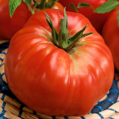 Tomate 'Ponderosa'