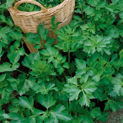 Knollensellerie 'Jemny'