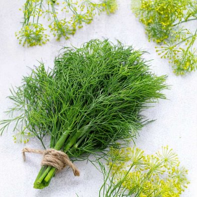 Dill 'Moravan'