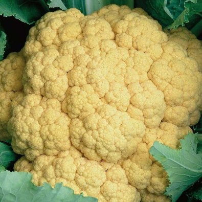 Blumenkohl 'Sunset' H